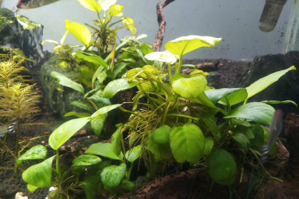 Anubias w akwarium Zielony anubias w akwarium