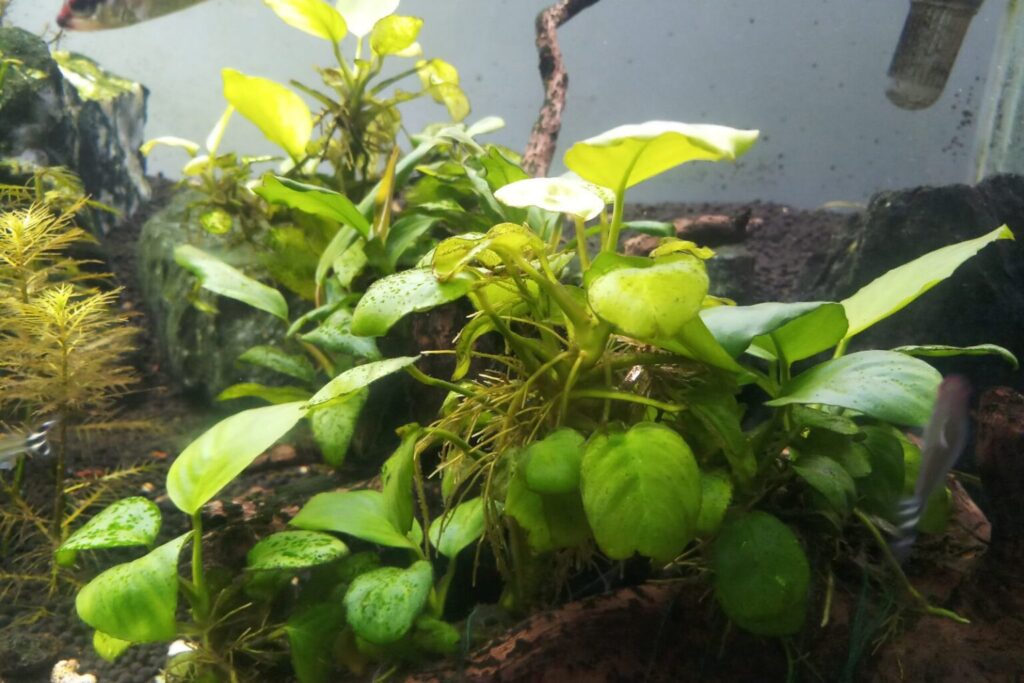 Zielony anubias w akwarium