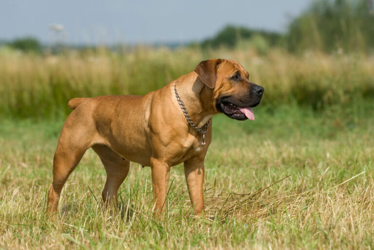 Boerboel rasa psa