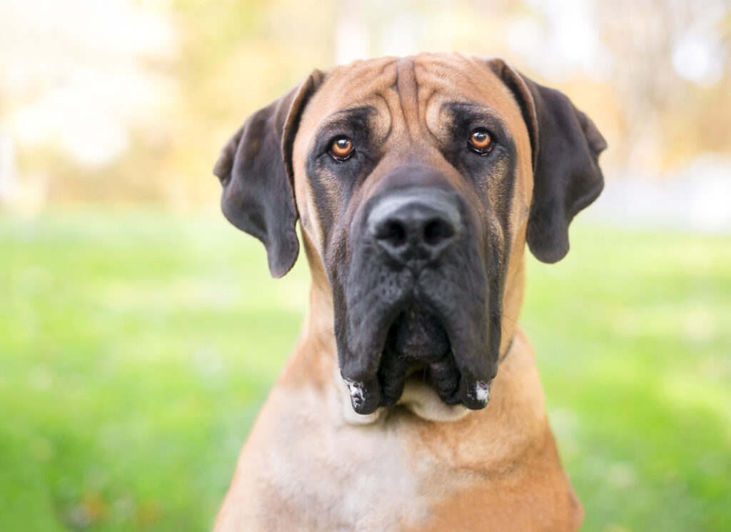 Boerboel portret rasy