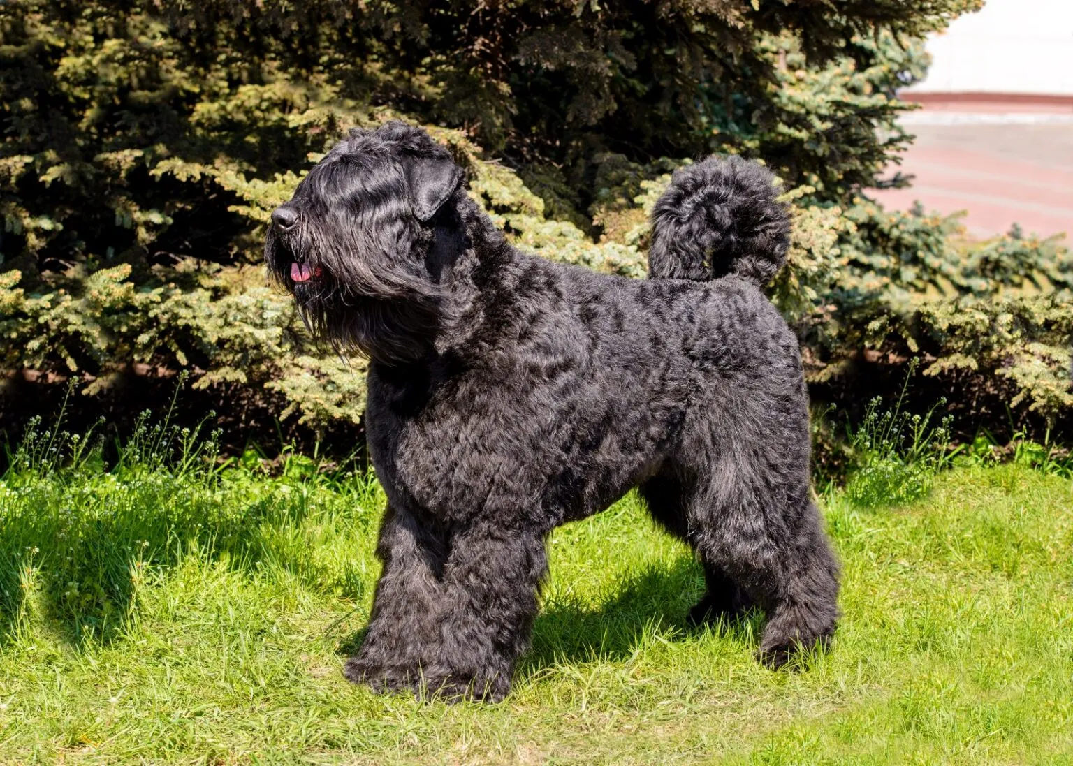 Czarny bouvier flandryjski Czarny bouvier flandryjski na trawie