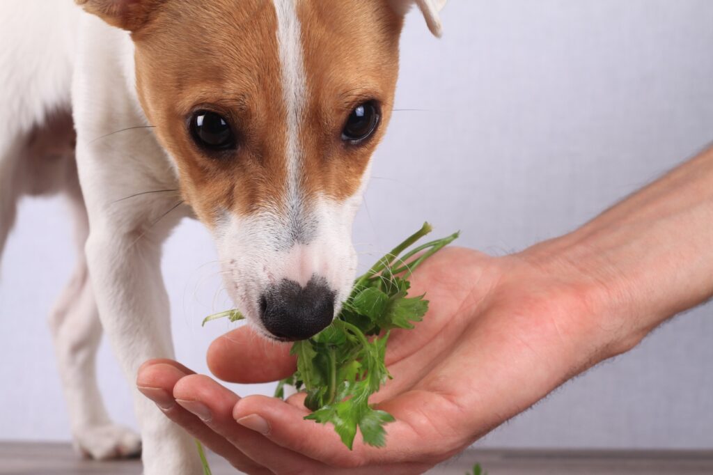 Dieta wegetariańska dla psa - pies jedzący natkę pietruszki