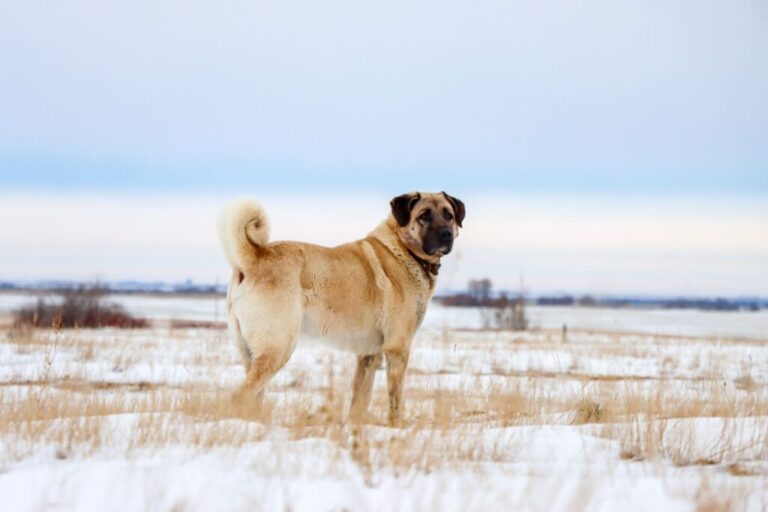 Kangal na śniegu