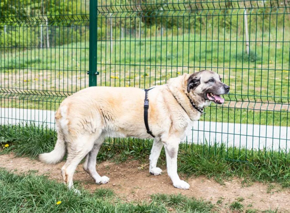 Kangal na posesji Kangal stojący przy ogrodzeniu