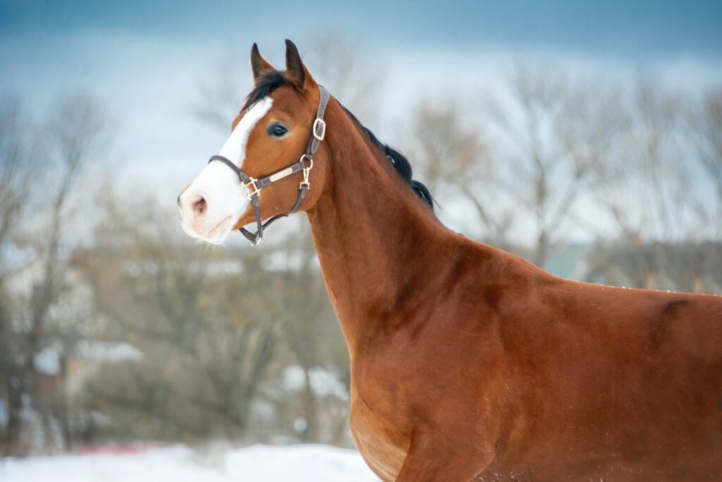 Gniady koń holsztyński na zimowym wybiegu