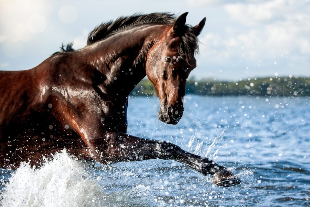 Gniady koń holsztyński w wodzie