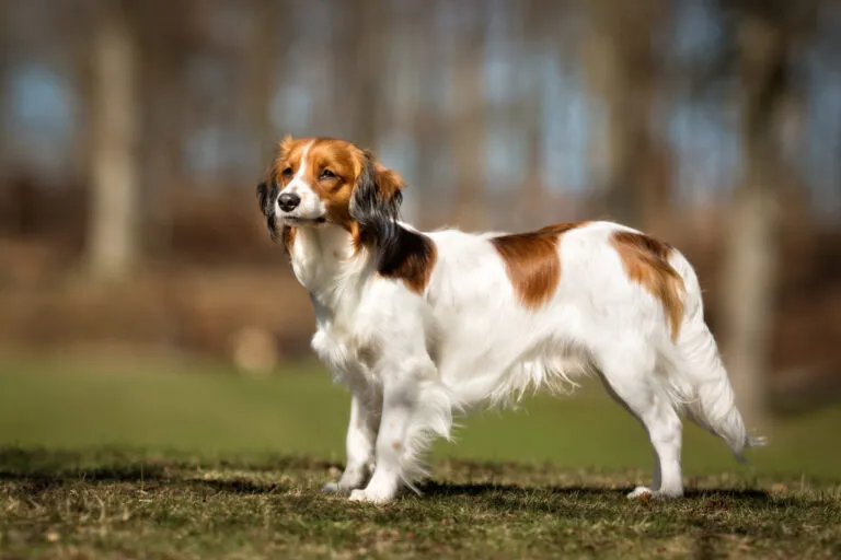 Kooikerhondje Kooikerhondje rasa psa