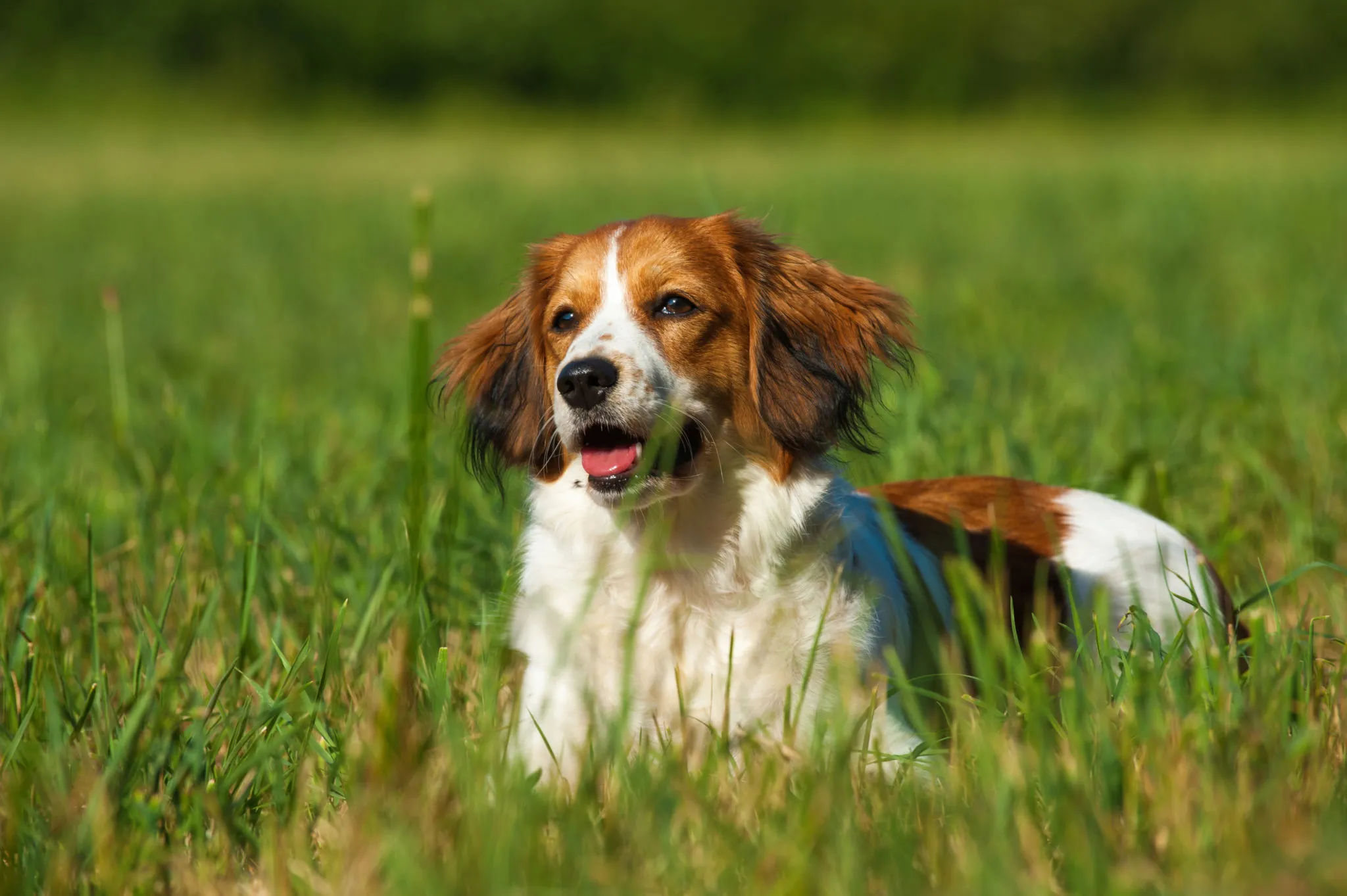 Kooikerhondje na łące Kooikerhondje na łące