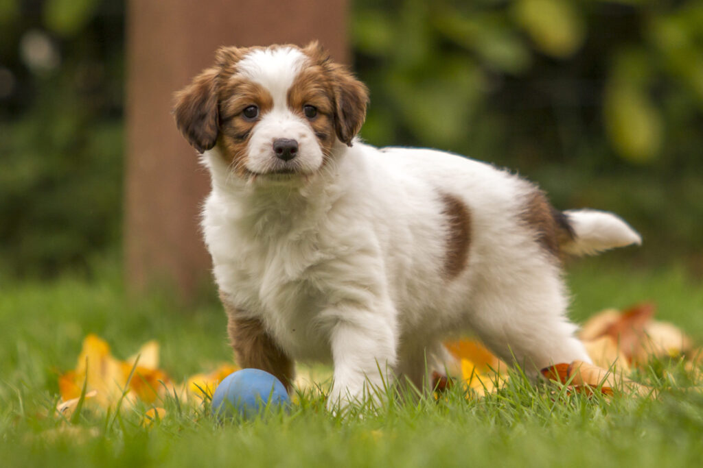 Kooikerhondje szczeniak szczenię rasy Kooikerhondje