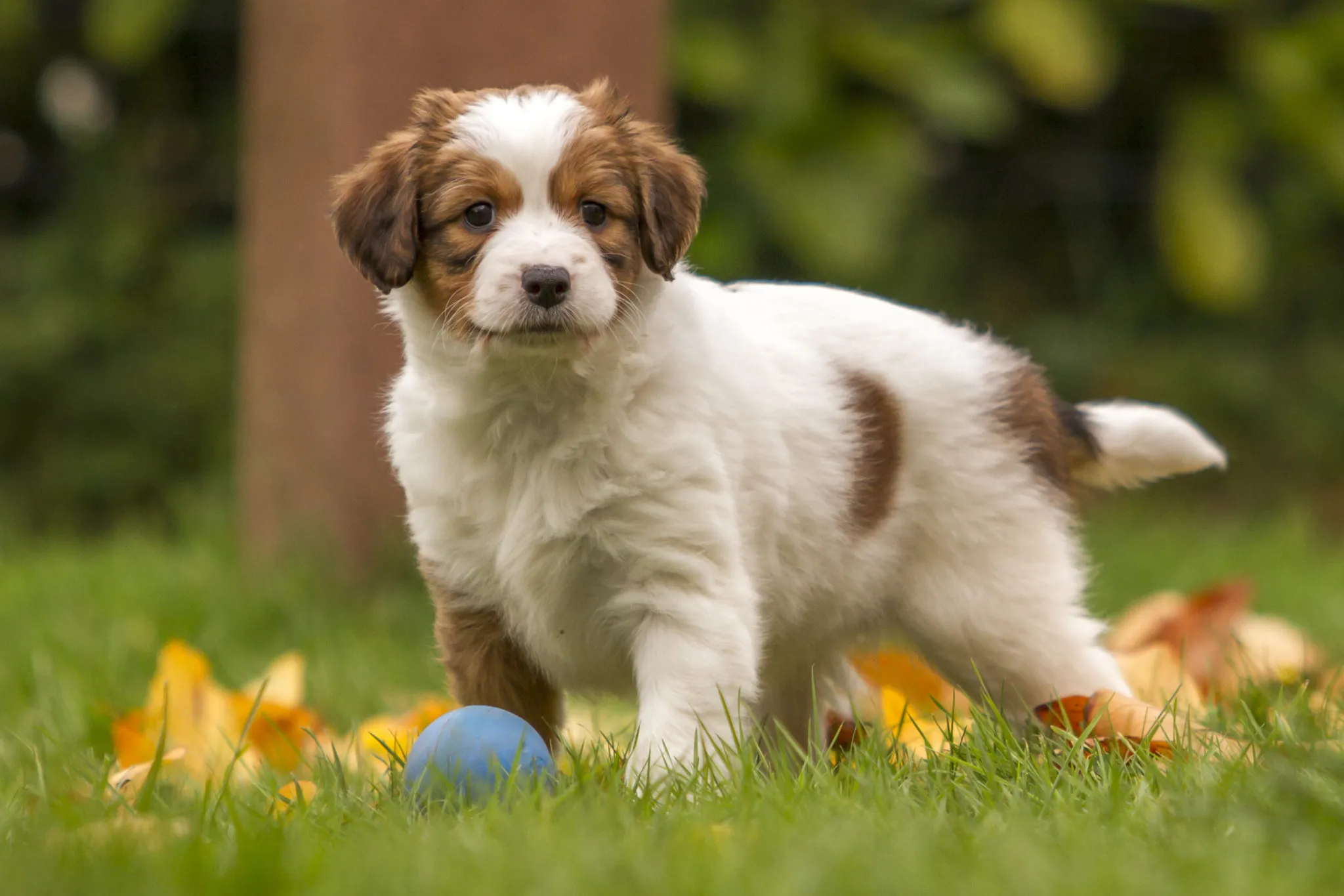Kooikerhondje szczeniak szczenię rasy Kooikerhondje