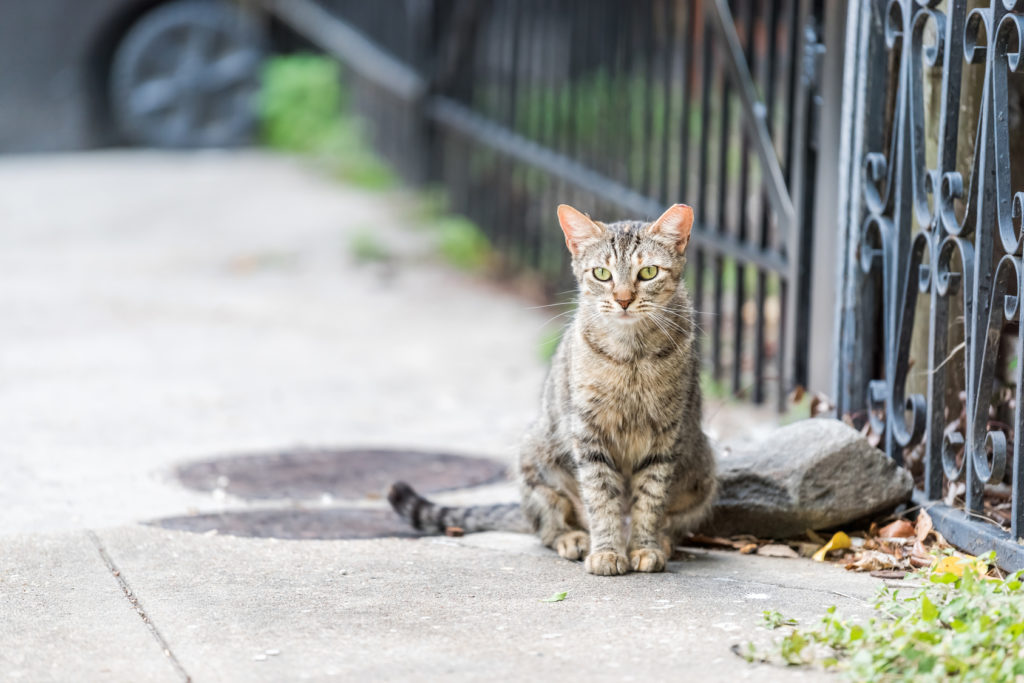 Kot domowy czy wychodzący - kot siedzi na chodniku przed domem