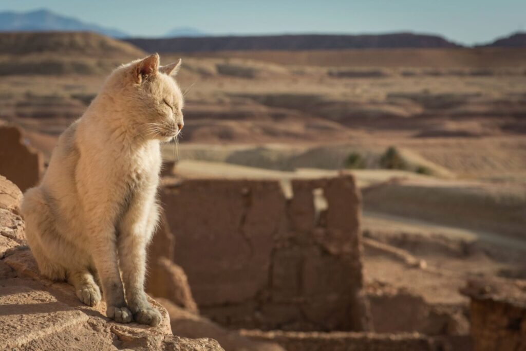 Kot to zwierzę pustynne - kot na beżowym tle