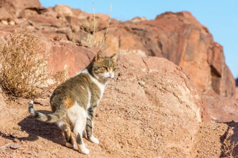 Kot to zwierzę pustynne - kot stojący na skale