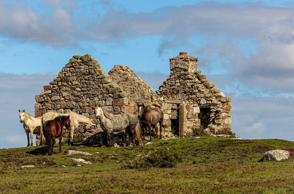 Kuc Connemara w stadzie na łące