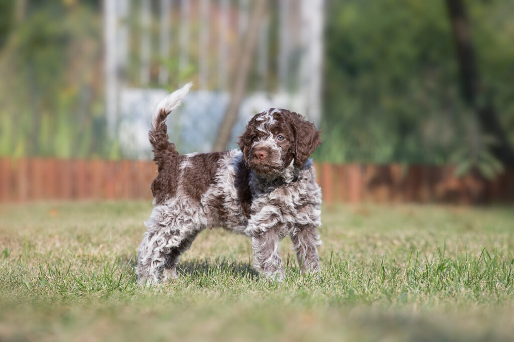 Lagotto Romagnolo szczenię szczeniak rasy Lagotto Romagnolo