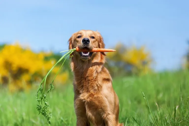 Dieta wegetarianska dla psa – golden retriever z marchewką w zębach na łące Dieta wegetarianska dla psa - pies z marchewką w zębach na łące
