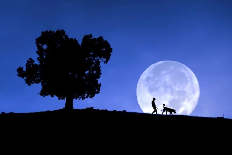Wpływ pełni Księżyca na psy – pies na spacerze