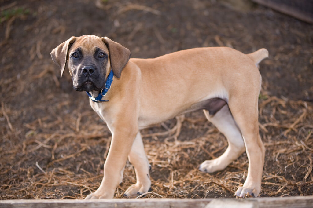 szczenię rasy boerboel