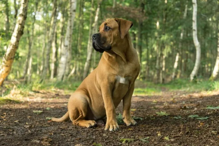 Boerboel na spacerze