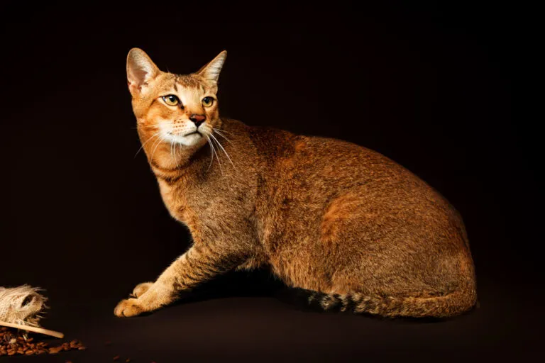 Chausie Chausie