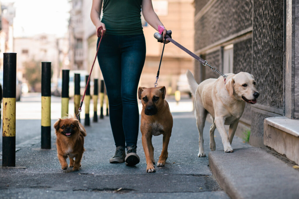 dog walker z grupą psów