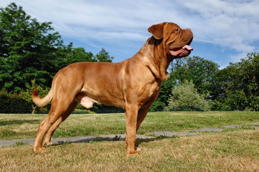 Dogue de Bordeaux dog z bordeaux w parku