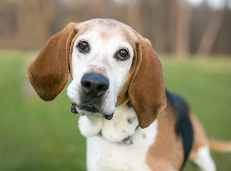 foxhound angielski portret rasy