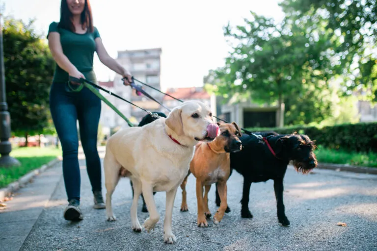 jak zostać dog walkerem dog walker z psami