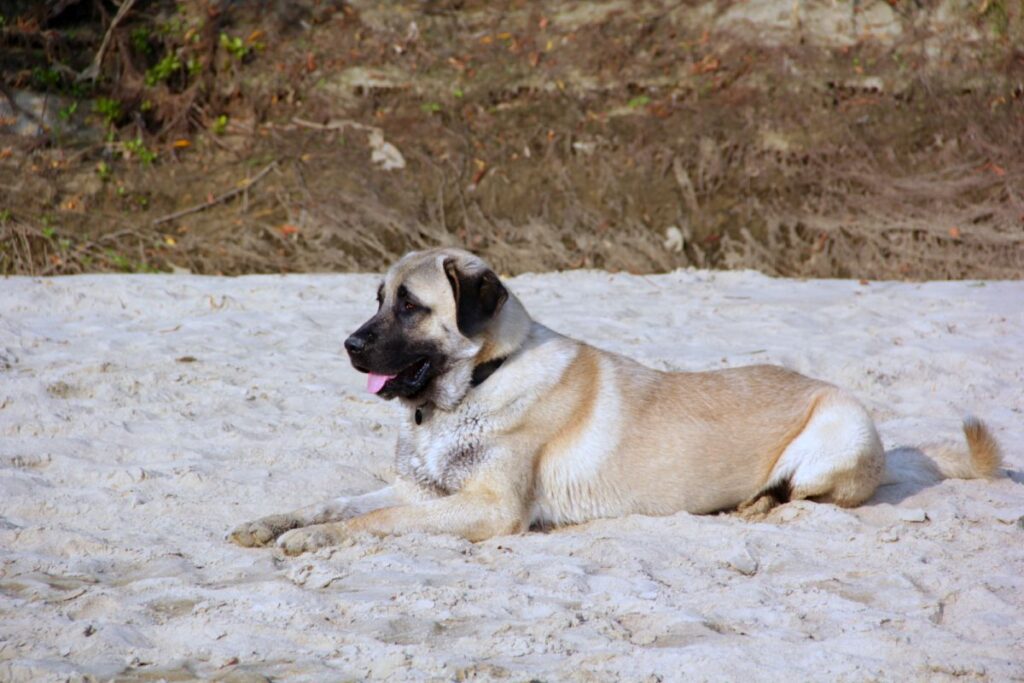 kangal na plaży pies rasy kangal na plaży
