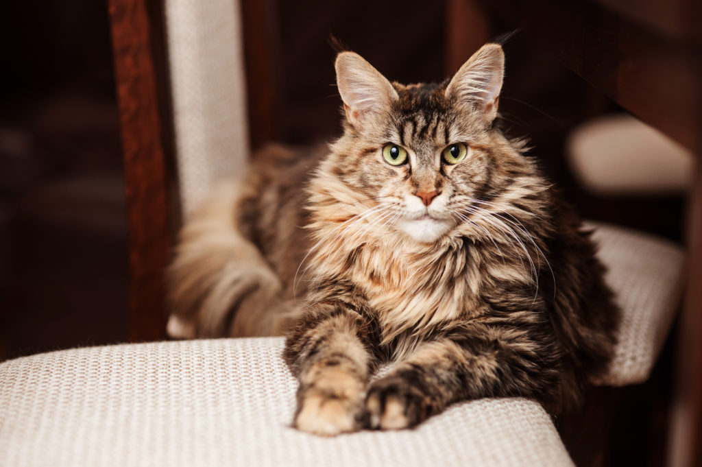 starszy maine coon