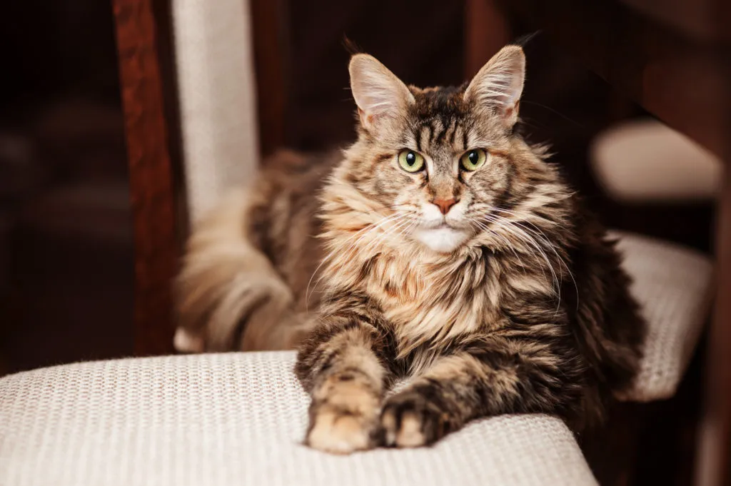portret Maine Coona starszy maine coon
