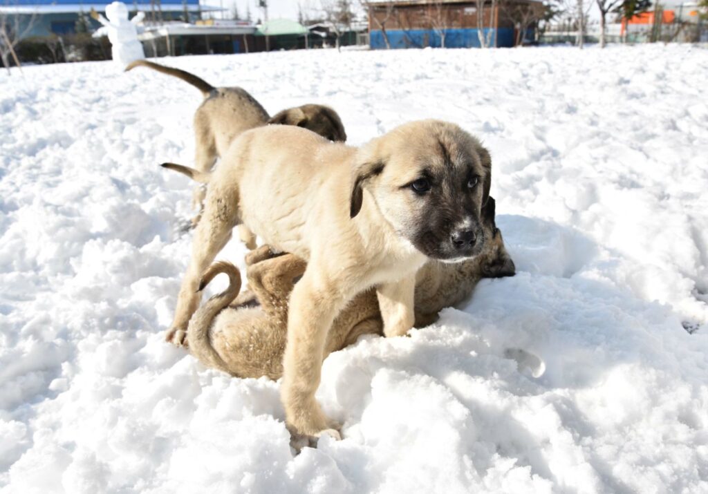 Kangal szczenięta szczeniaki rasy kangal