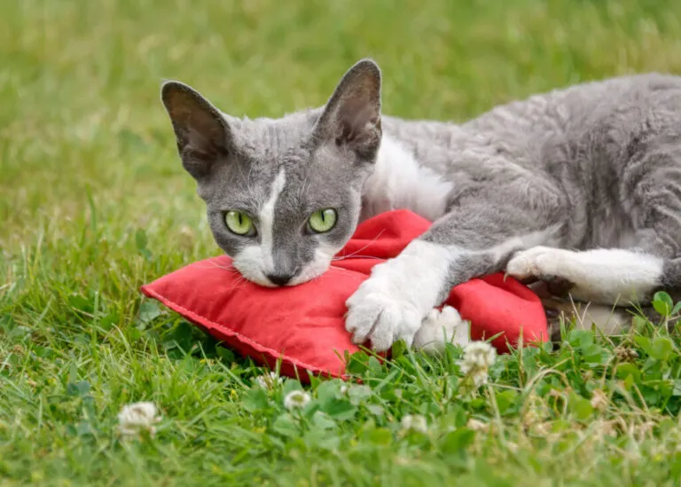 Devon Rex bawi się poduszką wypełnioną walerianą zabawki z walerianą dla kotów