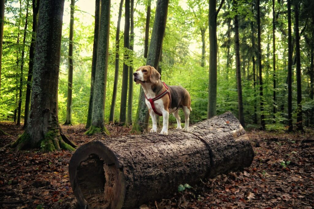 Beagle na zwalonym drzewie w lesie