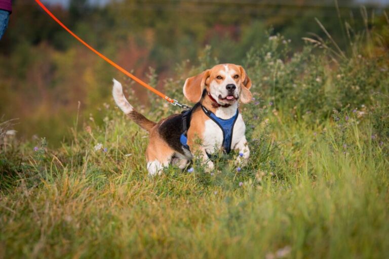 Beagle podczas mantrailingu na łące