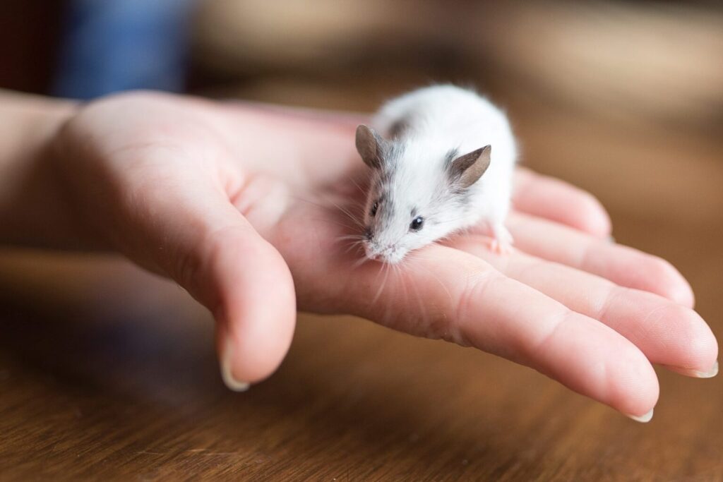 Biała mysz na dłoni opiekuna