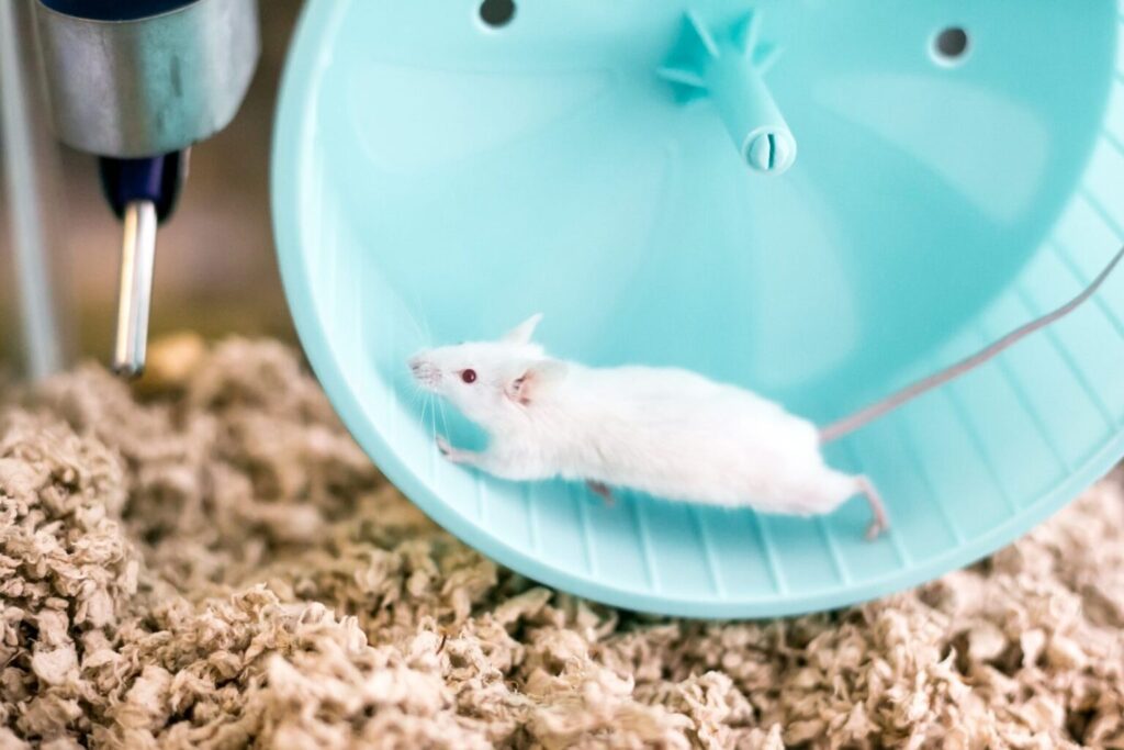 Biała mysz biegająca w kołowrotku