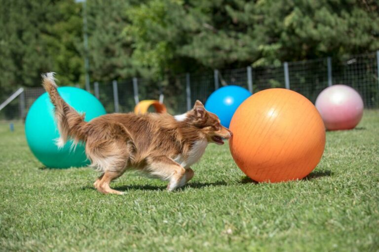 Border colie uprawiający treibball