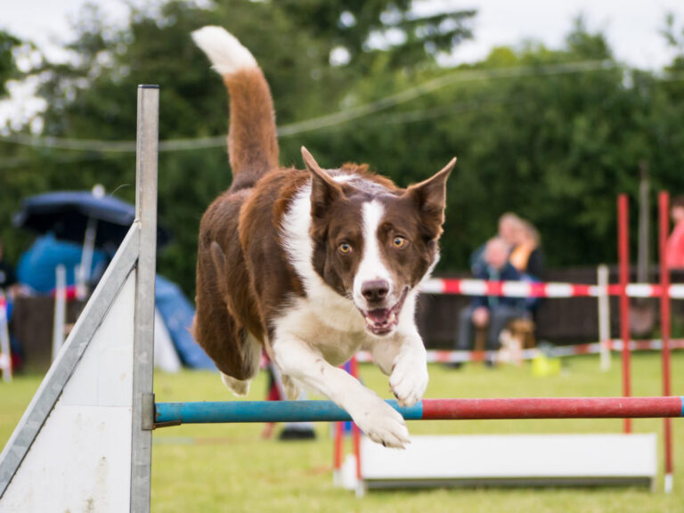 Border collie skaczący przez przeszkodę