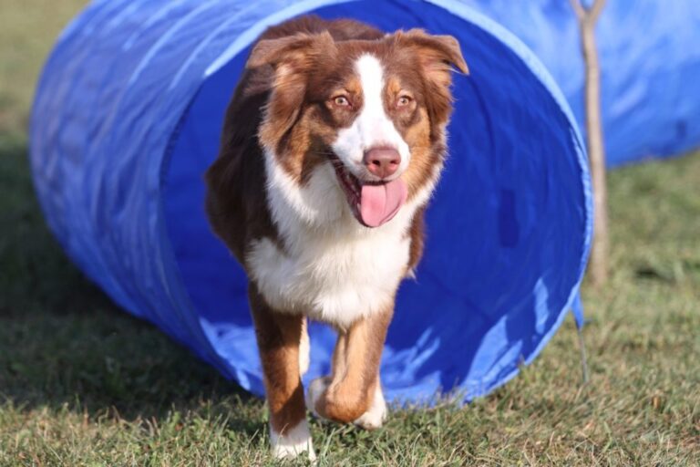 Border collie w tunelu podczas degility Border collie w tunelu podczas degility