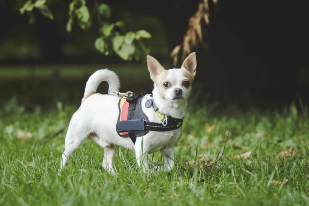 Chihuahua podczas mantrailingu Chihuahua podczas mantrailingu w lesie