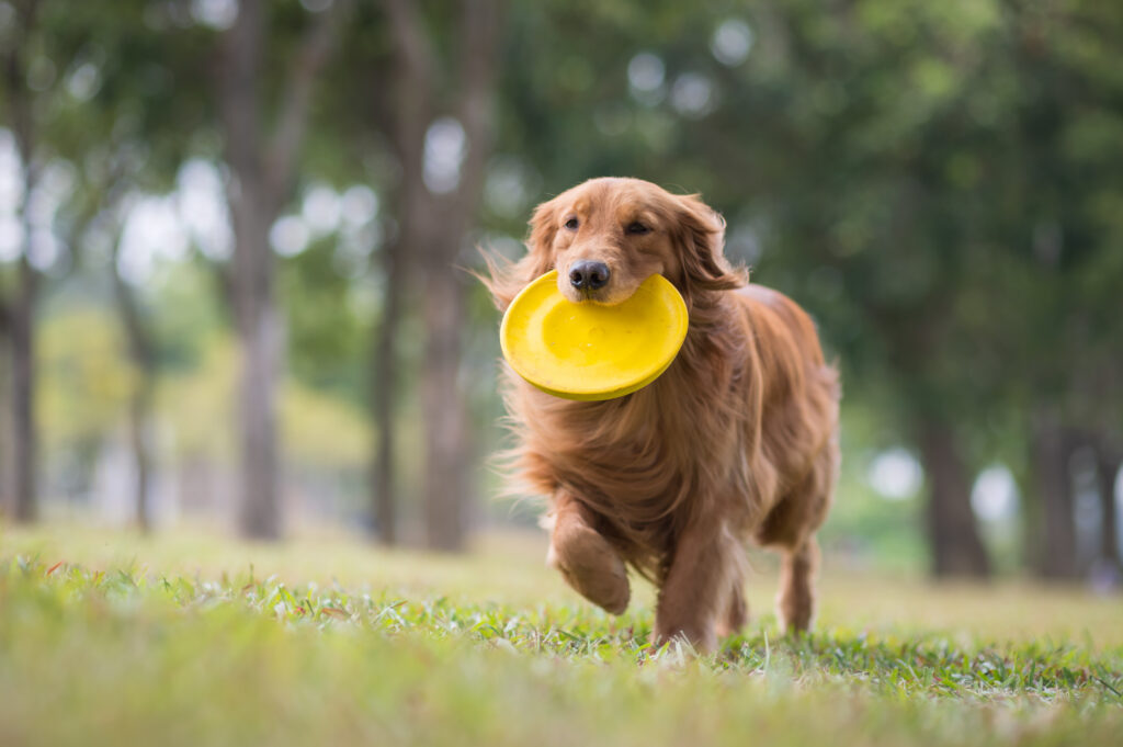 Golden retriever z żółtym frisbee w pysku