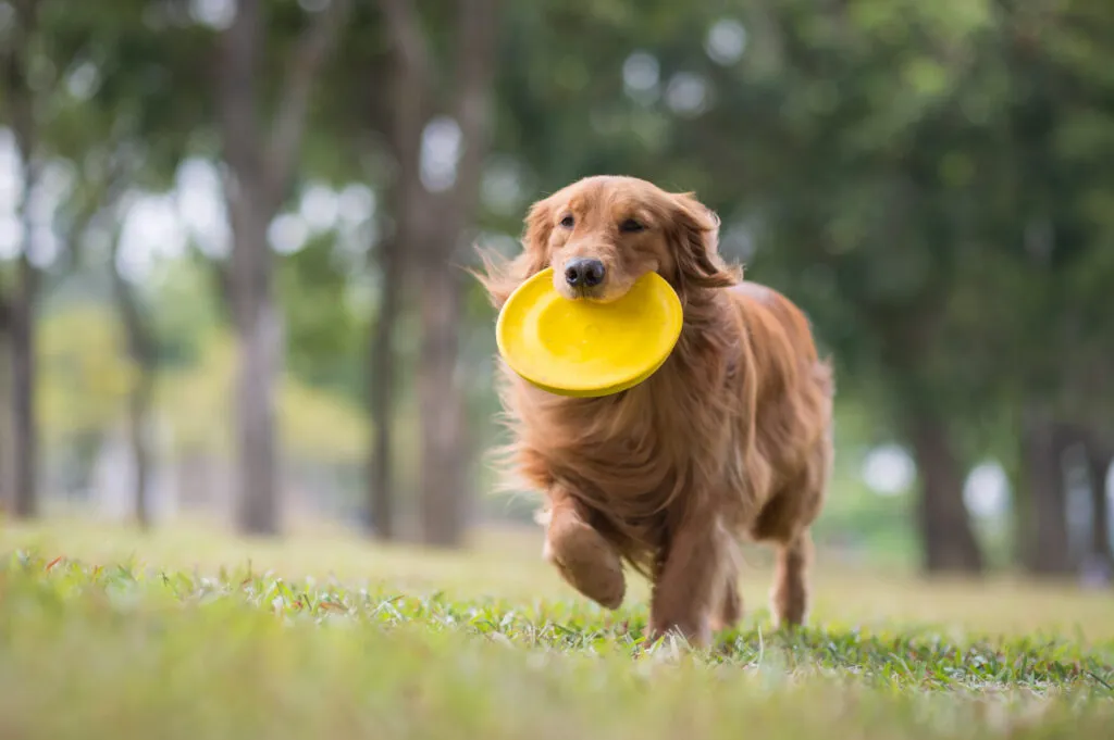 Golden retriever z frisbee Golden retriever z żółtym frisbee w pysku