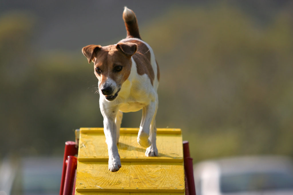 Jack russell terrier na rampie podczas agility