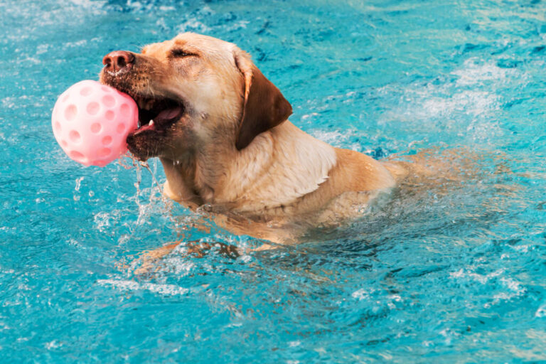 Pies pływający w basenie z piłką