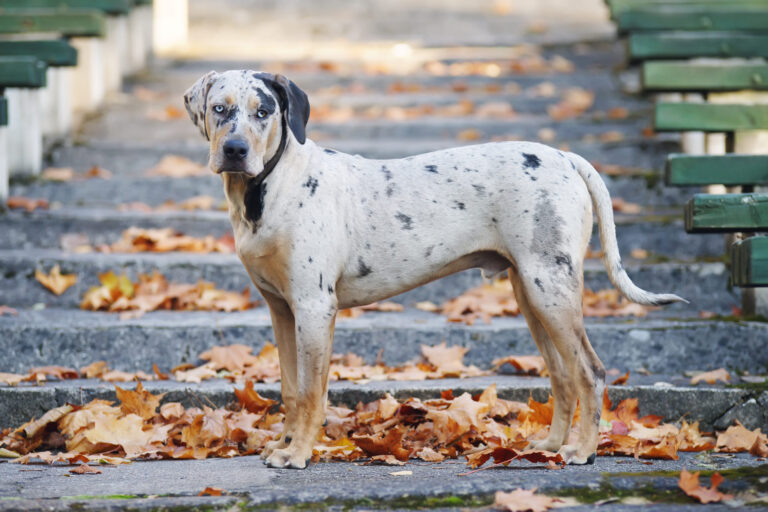 Catahoula rasa psa