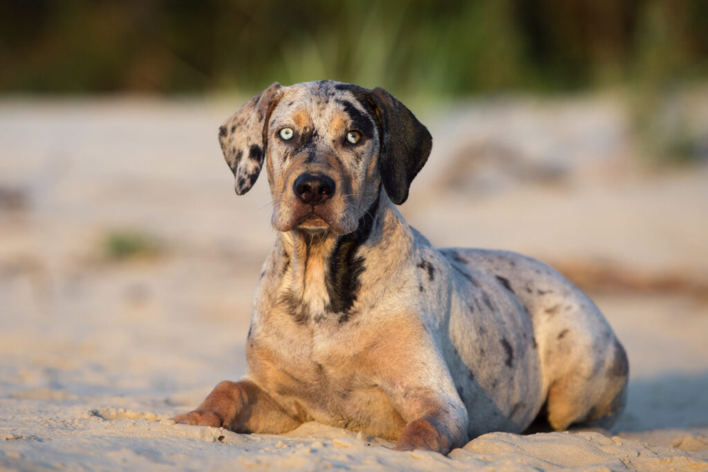 Louisiana Catahoula Leopard Dog na plaży