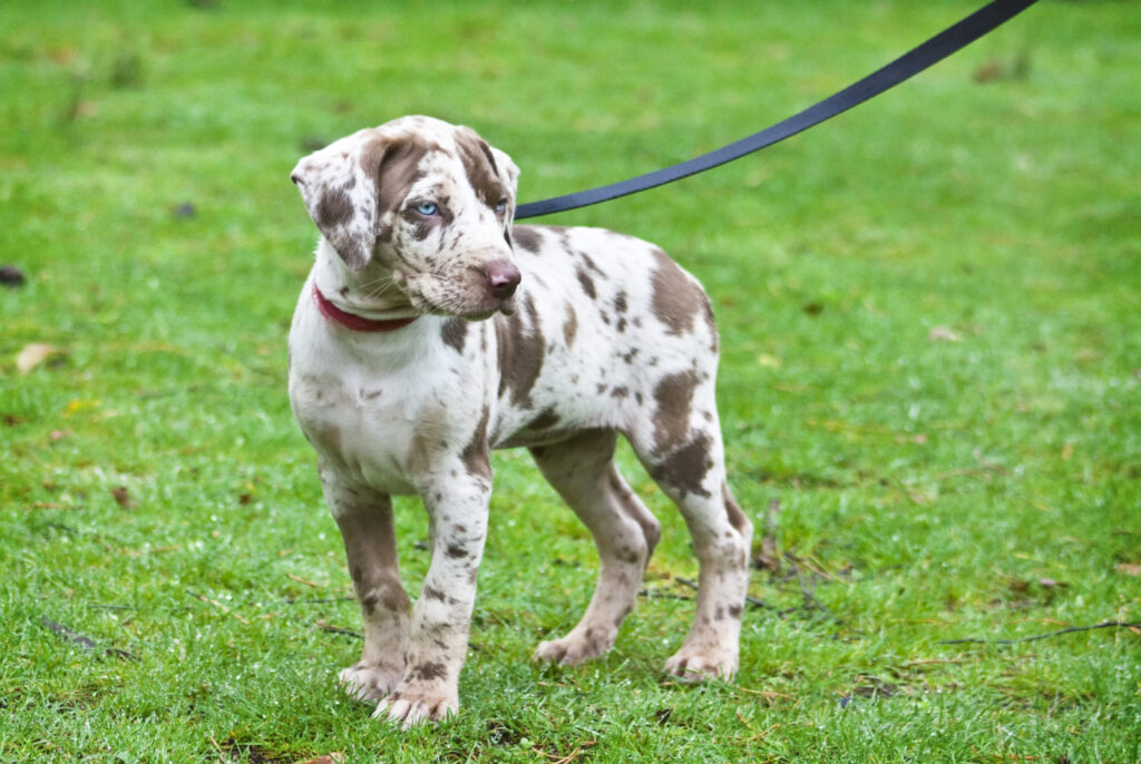 Louisiana Catahoula Leopard Dog szczenię