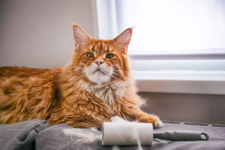 Maine coon leżący na kanapie pełnej sierści Rudy kot leżący na kanapie pełnej sierści
