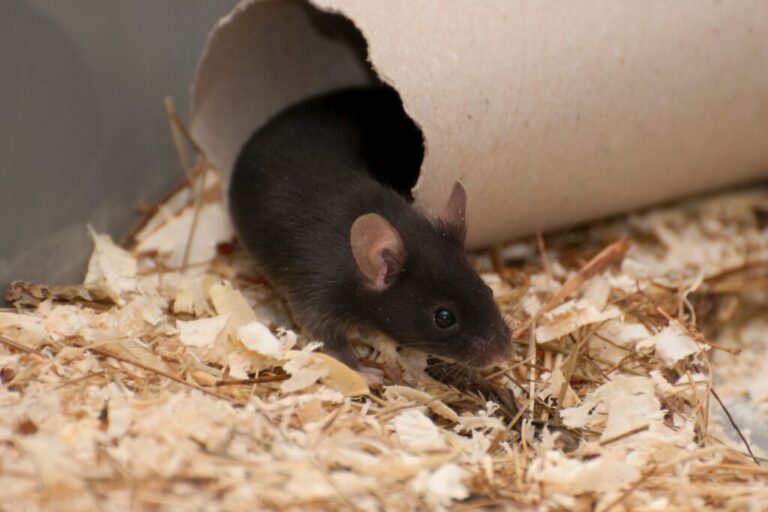 Brązowa mysz hodowlana w papierowej tubie